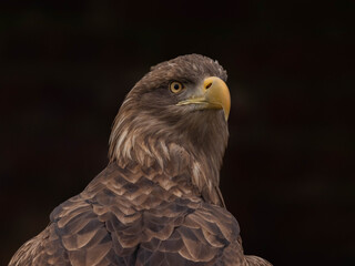White Tailed Eagle (Haliaeetus albicilla)