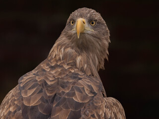 White Tailed Eagle (Haliaeetus albicilla)