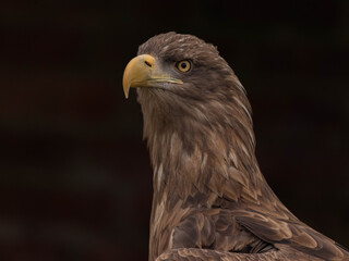 White Tailed Eagle (Haliaeetus albicilla)