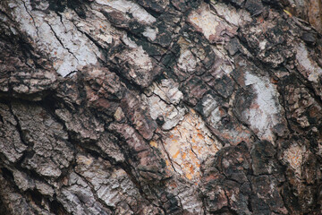 tree bark texture