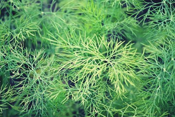 green grass background