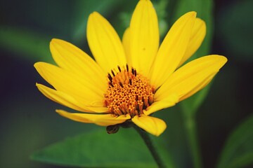 bee on yellow flower
