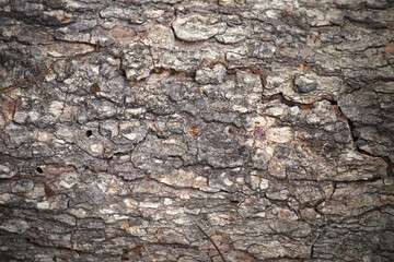 tree bark texture