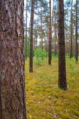 Obraz premium Waldkiefern (Pinus sylvestris) Müritz, Deutschland, Europa