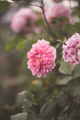 Spring outdoor blooming full bloom rose closeup，Rosa cultivars Floribunda