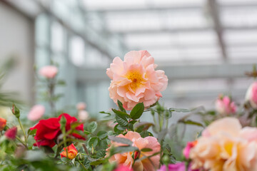 Spring outdoor blooming full bloom rose closeup，Rosa cultivars Floribunda