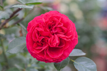 Spring outdoor blooming full bloom rose closeup，Rosa cultivars Floribunda