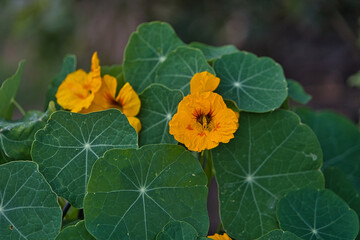 Orangene Blüten einer Kapuzinerkresse mit grünen Blättern