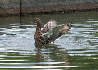 A female mallard duck splashes in the water at Constitution Gardens in Washington, D.C. on Aug. 24, 2019.