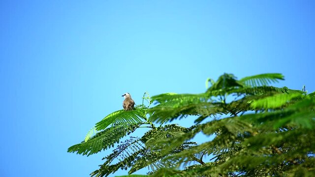 Small bird on green tree with blue sky background