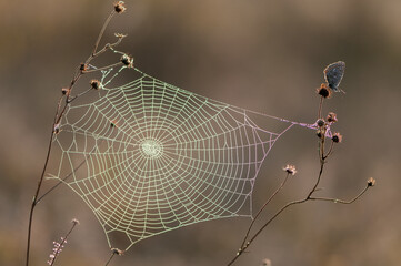 Little blue butterfly and cobweb in the dew on an autumn morning in a meadow