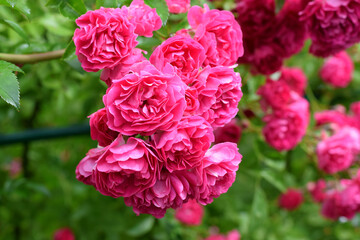 Beautiful pink climbing rose blooming in the garden