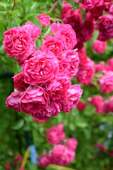 Beautiful pink climbing rose blooming in the garden
