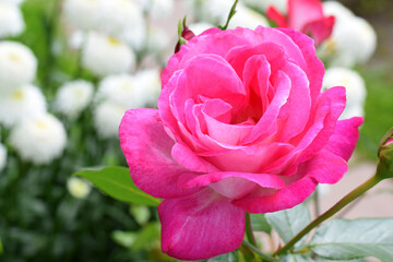 Beautiful pink rose blooming in the garden