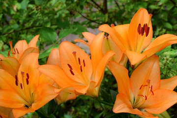 Blooming orange lilies under the sun rays on the flower bed in the garden