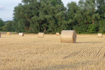 Round hay bales rest in field