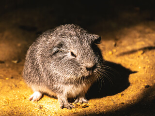 Close-up on a young guinea pig in its natural environment