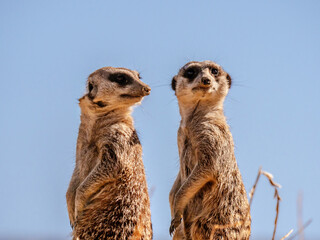 Close-up of two meerkats on a rock surveying the surroundings