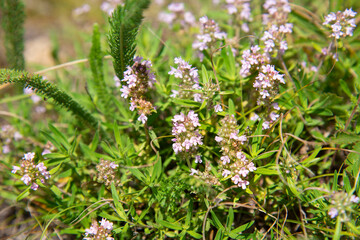 Pink wild thyme flowers in the forest on a Sunny day.
