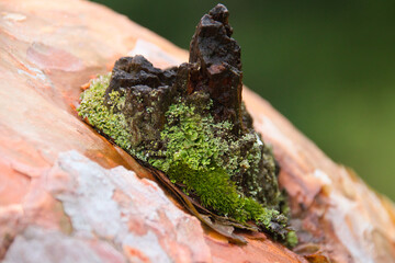 moss-covered branch hole of a pine