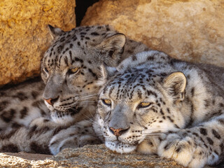Close-up on the heads of two snow leopards resting