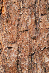 Close-up texture of pine bark
