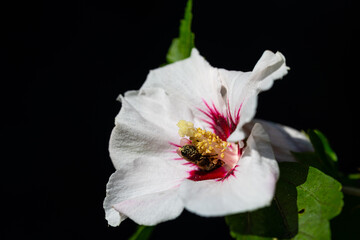bees collect pollen in a  hibiscus flower in the summer sunshine
