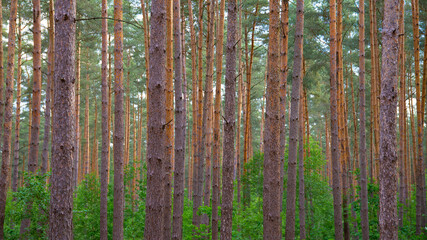 Fototapeta premium Waldkiefern (Pinus sylvestris) Müritz, Deutschland, Europa