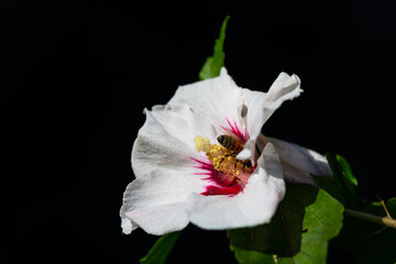 bees collect pollen in a  hibiscus flower in the summer sunshine