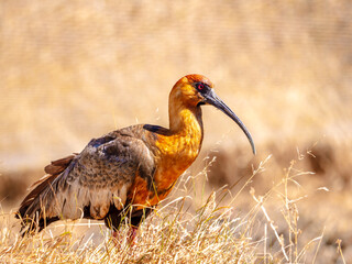 Close-up of a black-faced ibis in the savannah