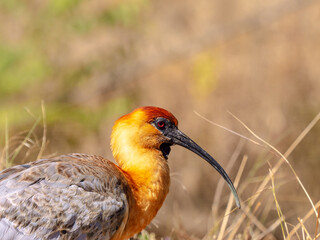 Fototapeta premium Close-up of the head of a black-faced ibis