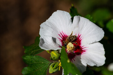 bees collect pollen in a  hibiscus flower in the summer sunshine
