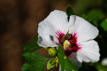 bees collect pollen in a  hibiscus flower in the summer sunshine