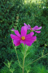 Fototapeta premium Schmuckkörbchen