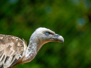 Close-up on the head of a griffon vulture in profile