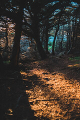 Obraz premium sunset in the forest