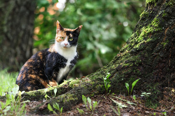 A tortoiseshell cat sits near a tree against a background of green foliage. Selective focus