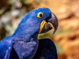 Close up on the head of a hyacinth macaw