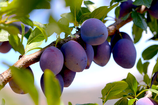 ameixa galho de &aacute;rvore coberto de frutas.