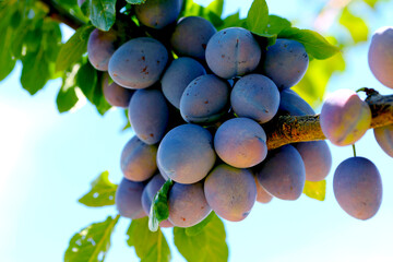 ameixa galho de &aacute;rvore coberto de frutas.