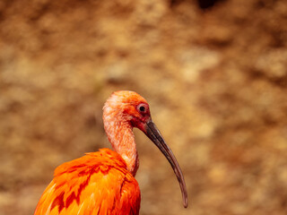 Close up on the head of a scarlet ibis