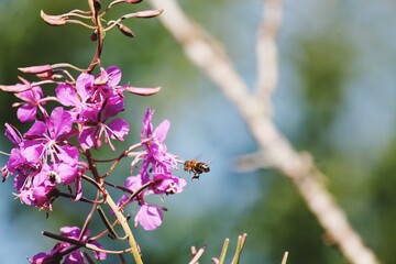 bee on pink flower