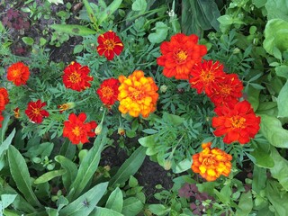 red and yellow flowers