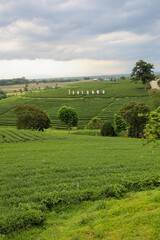 Chiang Rai,Thailand-July 28,2020:The big sign of Choui Fong Tea Plantation is famous landmark in Chiang Rai