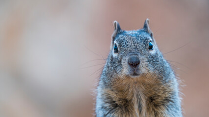 Ground Squirrel - Ardilla Terrestre, Grand Canyon National Park, Arizona, Usa, America