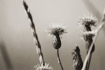 dandelion seed head