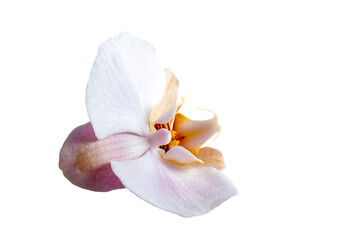 Fototapeta na wymiar Elegant pink orchid (Phalaenopsis orchid flower), isolated on a background