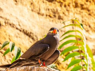 Close-up on an Inca tern on a rock