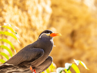 Close-up on an Inca tern on a rock