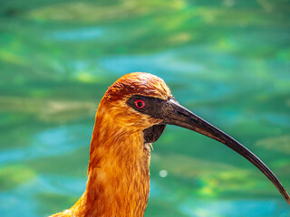 Black-faced ibis in front of a pool of water